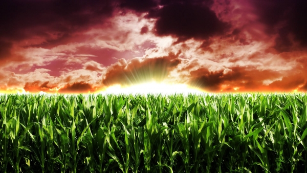 花季传媒网站在园林绿化中的应用